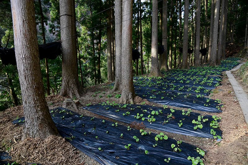 葉わさびの栽培風景。食用のほか敷葉として出荷される