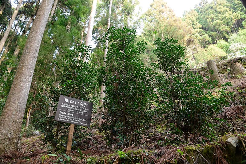 ひいらぎの栽培風景。上勝町は土地の88%を山林が占める