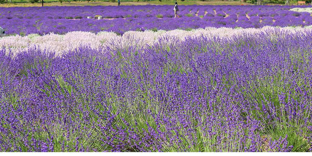 爽やかに、ダイナミックに、紋別の夏は百花繚乱！