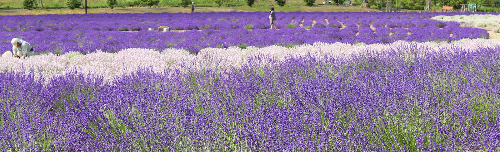 爽やかに、ダイナミックに、紋別の夏は百花繚乱！