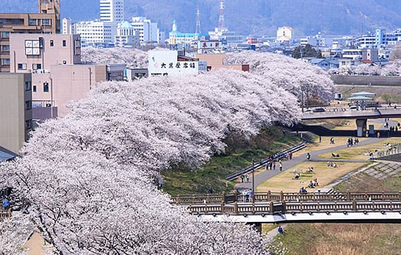 足羽川桜並木（イメージ）