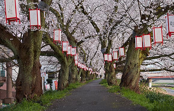 足羽川桜並木（イメージ）