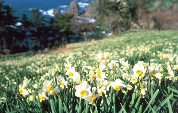 越前海岸（イメージ）