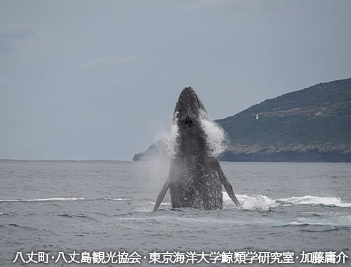 八丈町・八丈島観光協会・東京海洋大学鯨類学研究室・加藤庸介