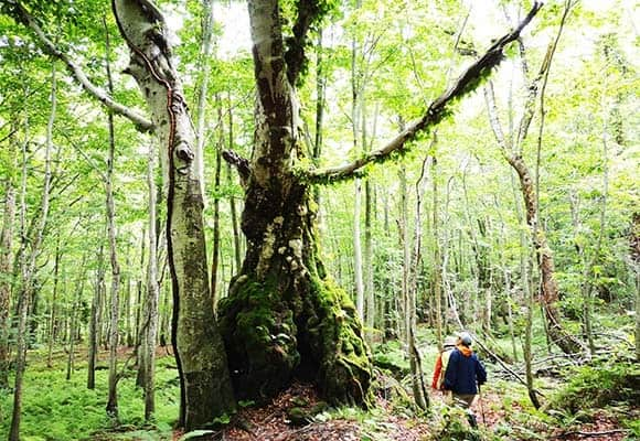 白神山地ツーリズム体験「岳岱（ダケタイ）の森と天然杉に出会う特別体験プログラム」