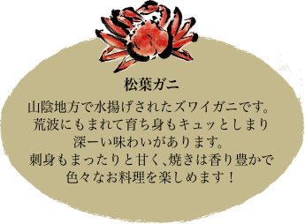 松葉ガニ 山陰地方で水揚げされたズワイガニです。荒波にもまれて育ち身もキュッとしまり深ーい味わいがあります。刺身もまったりと甘く、焼きは香り豊かで色々なお料理を楽しめます！