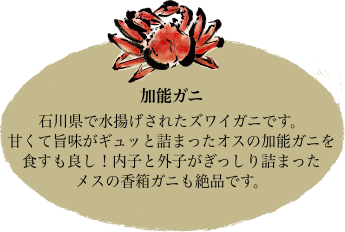 加能ガニ 石川県で水揚げされたズワイガニです。甘くて旨味がギュッと詰まったオスの加能ガニを食すも良し！内子と外子がぎっしり詰まったメスの香箱ガニも絶品です。
