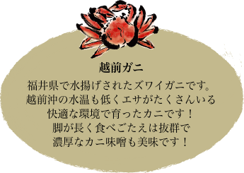 越前ガニ 福井県で水揚げされたズワイガニです。越前沖の水温も低くエサがたくさんいる快適な環境で育ったカニです！脚が長く食べ応えは抜群で濃厚なカニ味噌も美味です！