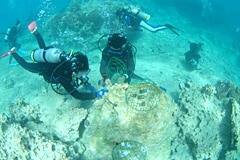 Coral Restoration Project Miles