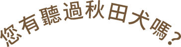 您有聽過秋田犬嗎？