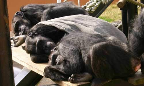 在櫻花盛開的動物園和遊樂園與全家人一起散心吧──茨城縣日立市神峰