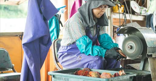 Goto Hiougigai  A woman polishing Hiougigai(scallop).