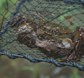 Crab in the cage