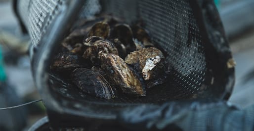 Kunisaki Oysters at Yanmar Co., Ltd. Marine Farm