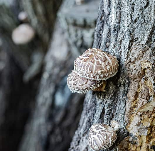 Shiitake Mushroom Picking