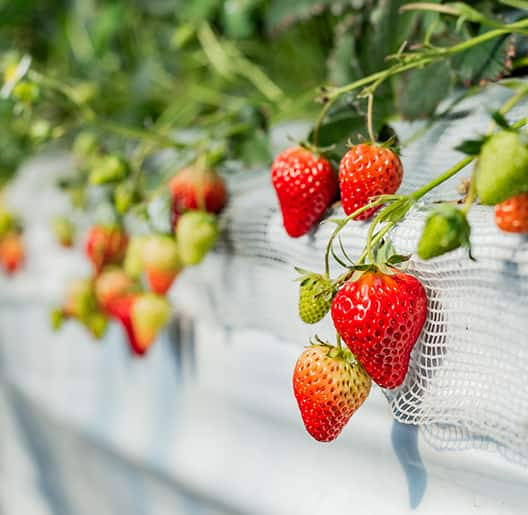 Ogawa Strawberry Farm