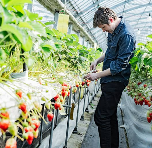 Ogawa Strawberry Farm