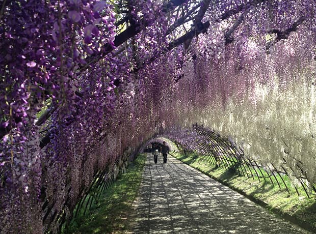 kitakyushu wisteria garden