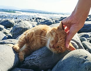 ainoshima cat stone beach