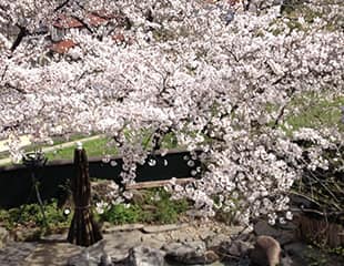 Open-air bath and cherry blossom