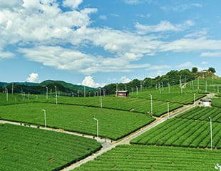 hoshino green tea field