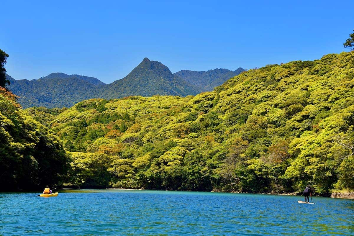 Kagoshima và Yakushima: Tham gia hành trình cảm nhận phước lành từ ngọ ...