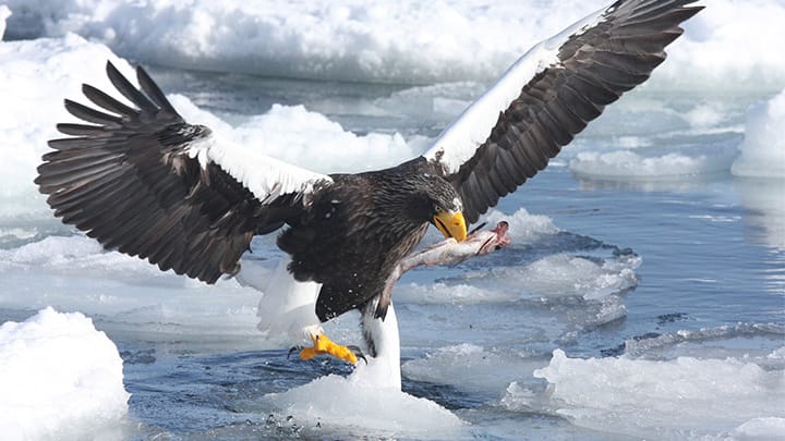 Watch birds on the icy sea from a boat