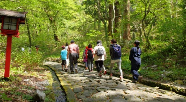 Hiking in the beech forest