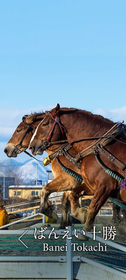 ばんえい十勝 Shimanami Sea Road