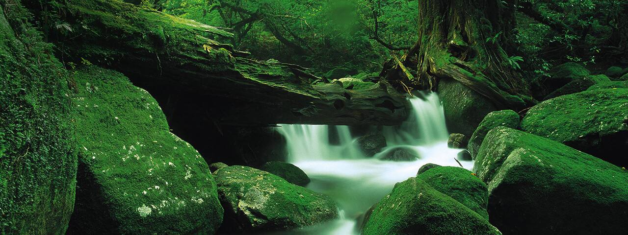 Come to Yakushima, a World Natural Heritage Site, to see and feel ...