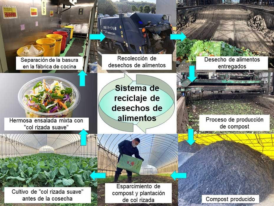 Fotografías del proceso de elaboración de col rizada a base de residuos de alimentos. (1) Separación de la basura en la fábrica de cocina, (2) Recolección de residuos de alimentos, (3) Proceso de convertir en compost, (4) Esparcimiento del compost y plantación de col rizada, y (5) Cosecha de la col rizada.