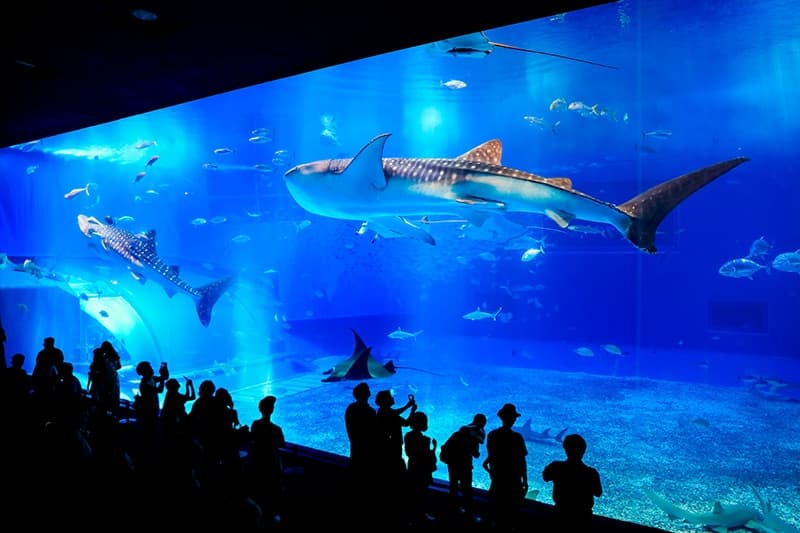 水の中のフォトジェニックな世界へ いま訪れたい 日本国内の水族館10選 Ana Travel Life