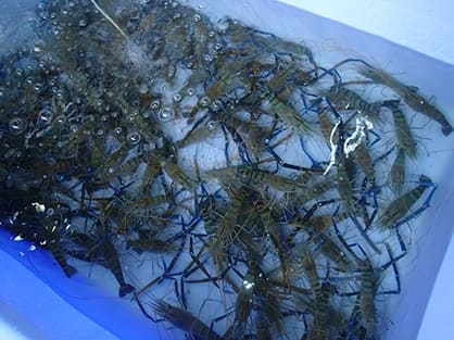 こちらはタイで人気の海鮮レストラン。イケスにいる魚介類をチョイスして好みの調理法で料理していただく。海鮮レストランでもオニテナガエビは人気だ