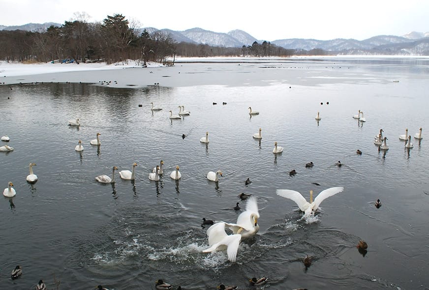 北海道 七飯町・大沼