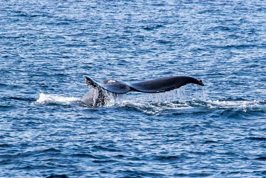 海面写真：クジラの尾ひれが海面から出している様子