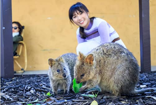 とてものんびりした性格で、全く人を怖がらず悠々とエサを食む。