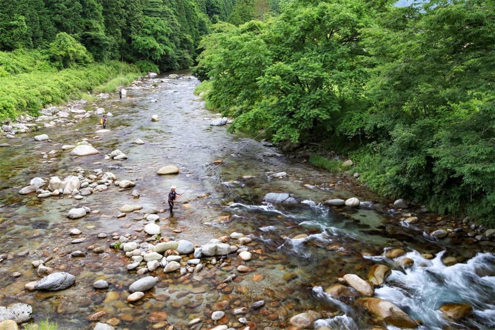 風景写真：大芦川の渓流でのアユの友釣り