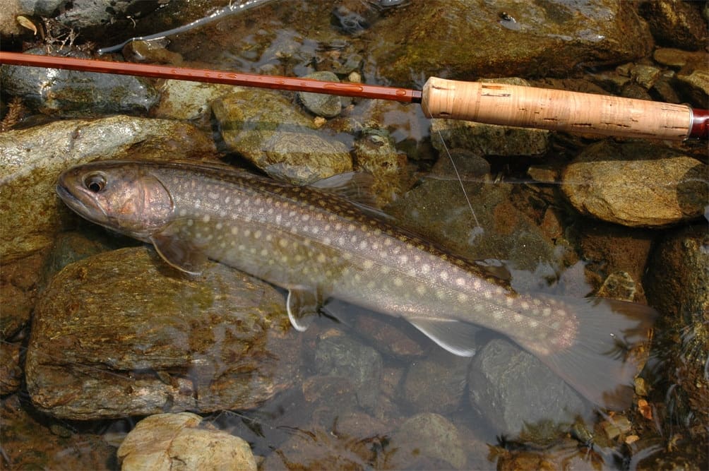 魚の全身写真：イワナ