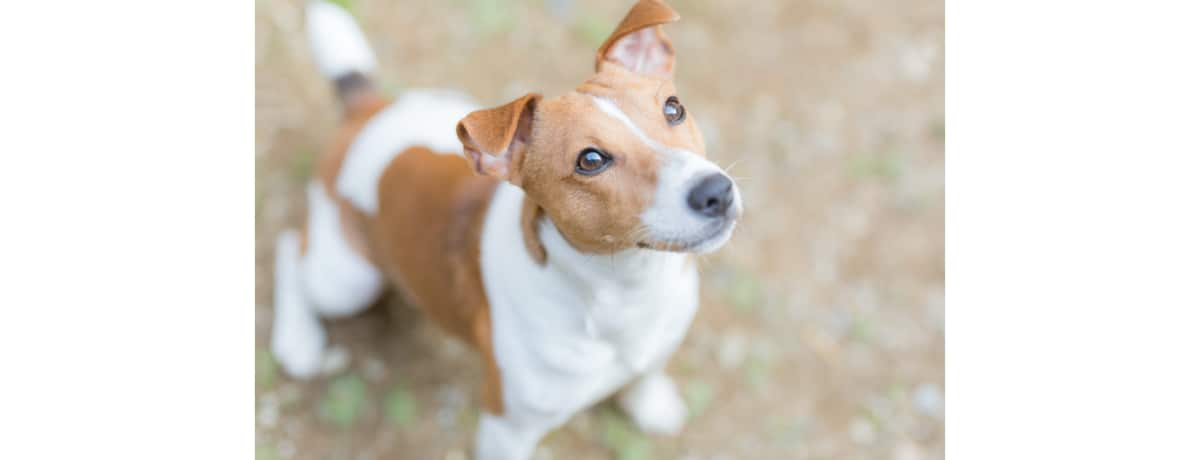 獣医師監修 犬の寄生虫バベシアに感染したときの症状と治療法 感染の予防法とは Ana Travel Life