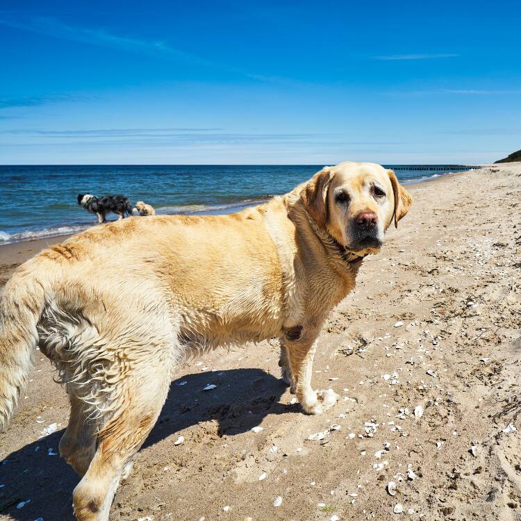 犬の気持ち 石川 明加 のタグ記事一覧 Ana Travel Life