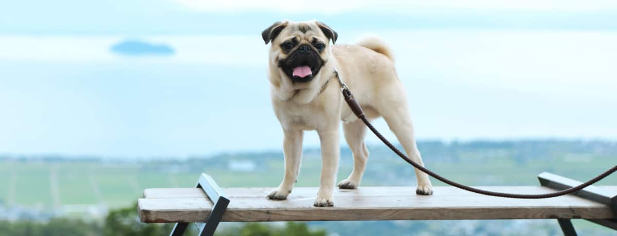 滋賀 広大なスケールで 琵琶湖の絶景と美しい自然を愛犬と味わう びわこ箱館山 Ana Travel Life