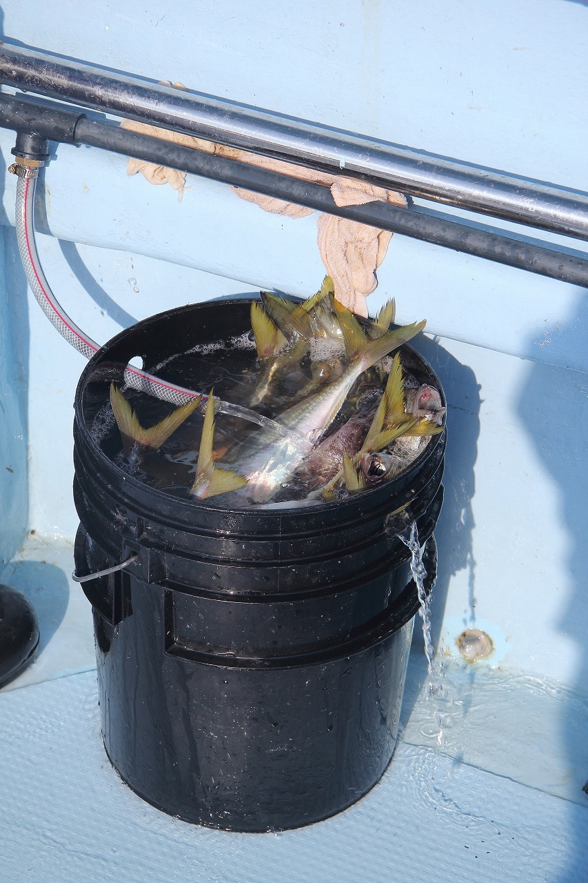 釣り上げた魚の写真