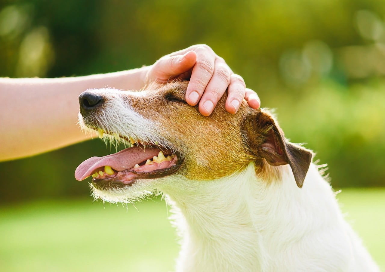 獣医師監修 甘えん坊な犬は体をこすりつけてくる 犬が甘えるときの仕草を解説 Ana Travel Life