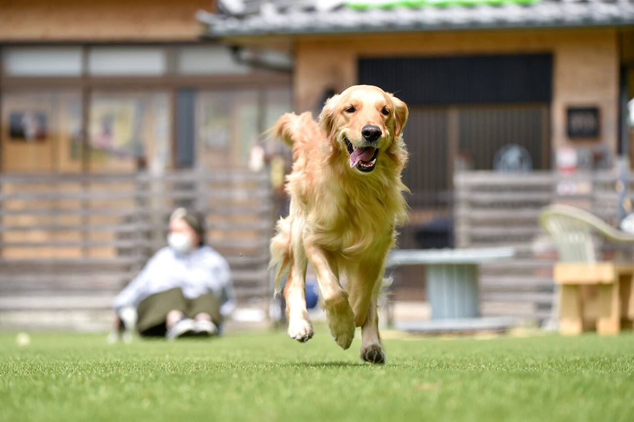 大型犬と旅行をするときのポイント 移動手段や便利グッズは Ana