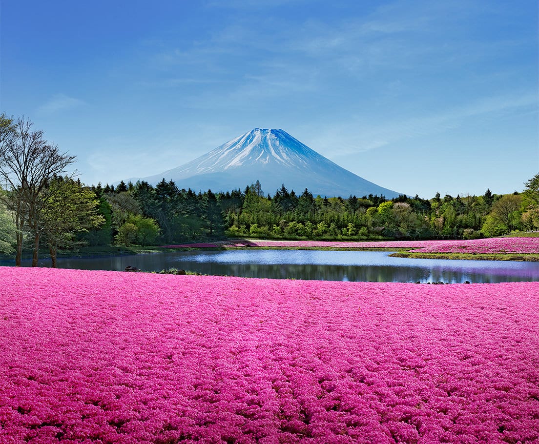 山梨県・富士五湖周辺へドライブ旅。風光明媚な桜の季節に日本が誇る絶景を|ANA